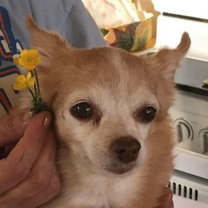 Meet your Posher, Peggy